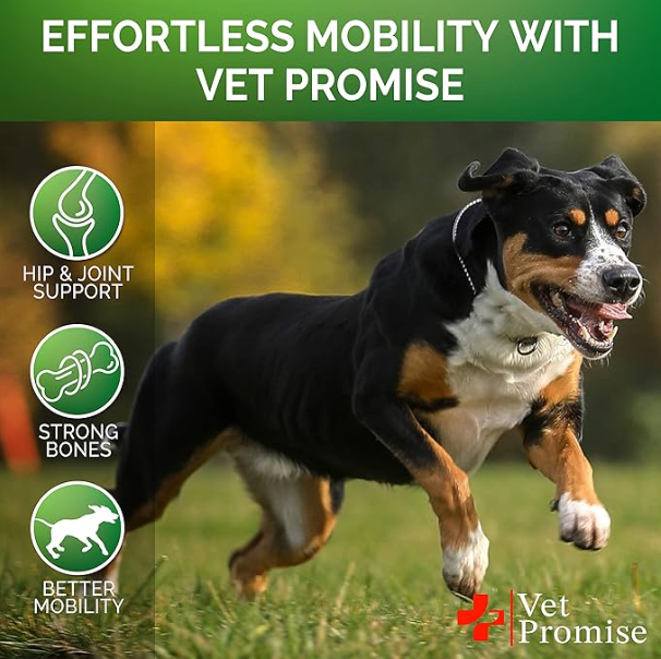 Glucosamine for Dogs: Support Hip and Joint Health